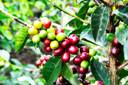 Gaetano Caffe 1000g